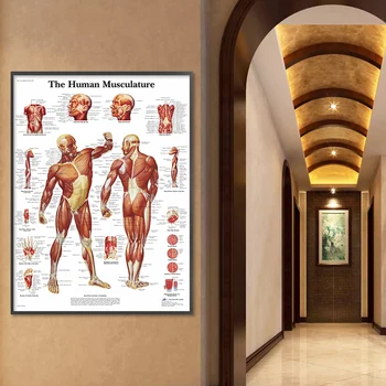 Mišični Sistem HD Wall Art Platno Plakatov In Fotografij Človeške Anatomije Grafikon Telo Stenske Slike Za Bolnišnične Zdravstvene Vzgoje Dekor