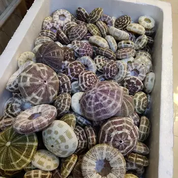 Morski ježek lupini dekorativni krajinsko morja lupine lupina dekoracijo morju dekoracijo školjke morje za dekor
