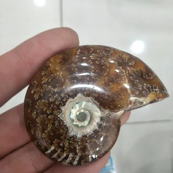 Naravno Lepa Ammonite Fosili conch fosilnih primerkov Madagaskar